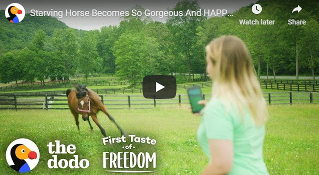 Starving Horse Finds Happiness