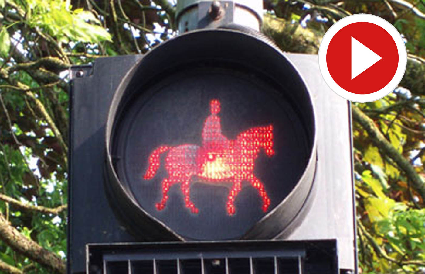 Traffic Training For Horses