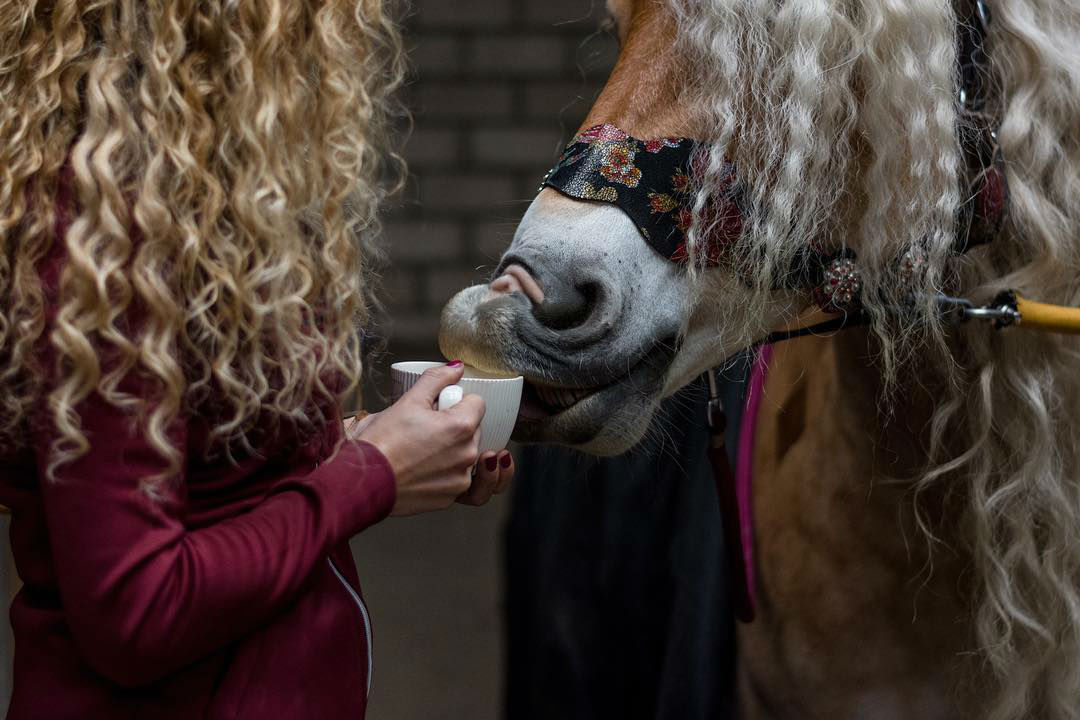 Storm Rapunzel Haflinger