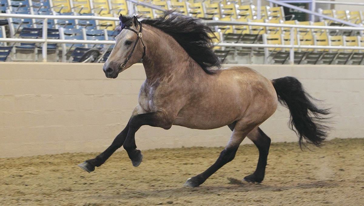 Storm Shadow, Warlander Stallion