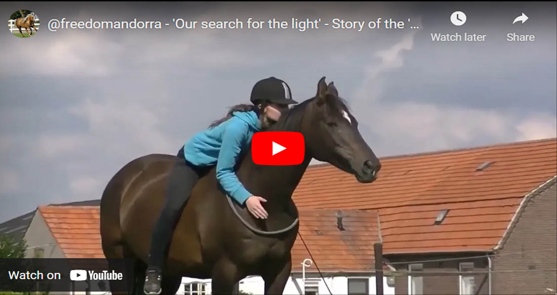 Story of the slaughter horse, finding the light @freedomandorra