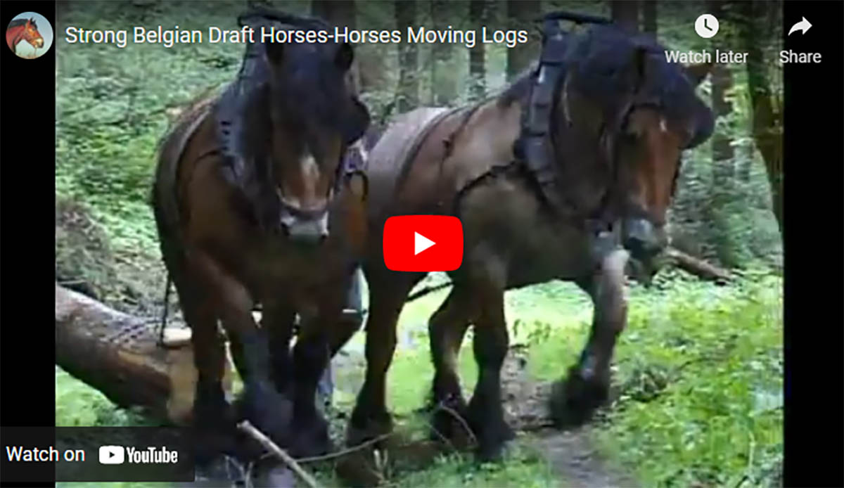 Strong Belgian Draft Horses Log Moving