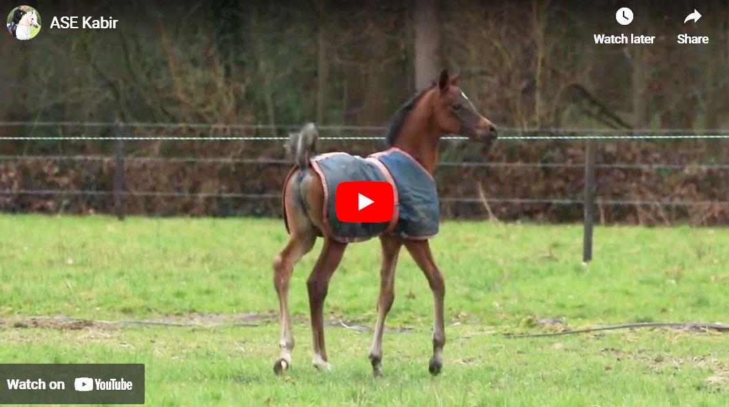 Unveiling the Beauty of an Arabian Foal with a Perfect Face