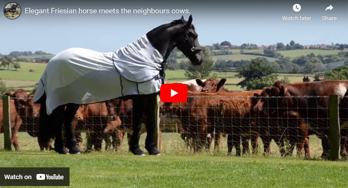 Stunning Friesian Horse Gives a Captivating Display Amidst a Company of Cows