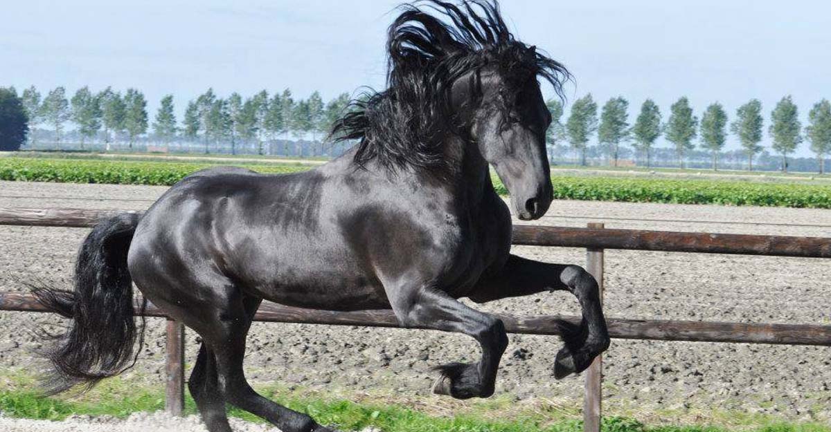 Black Beauty @Annie Damhof Photography, Netherlands