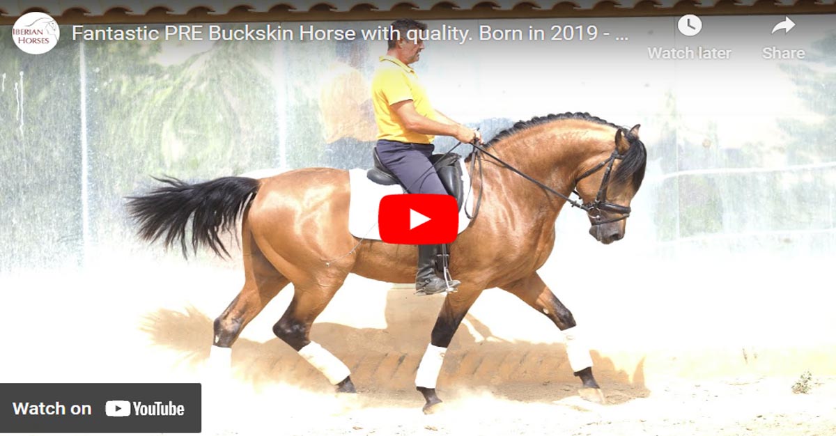 Stunning PRE Buckskin Stallion