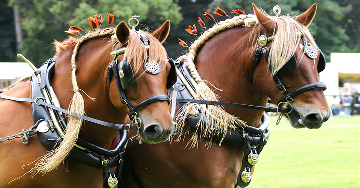 Suffolk Punch Horses