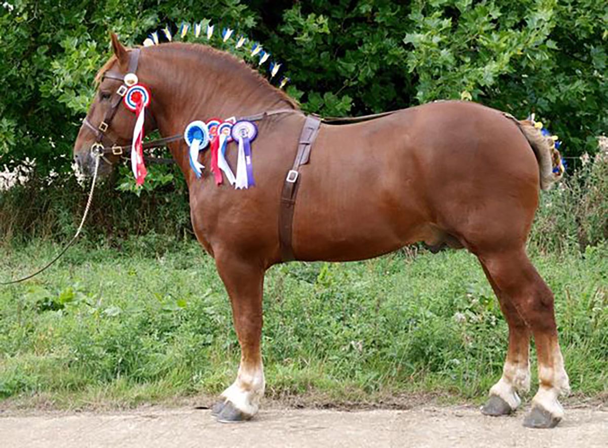 Suffolk Punch Horses