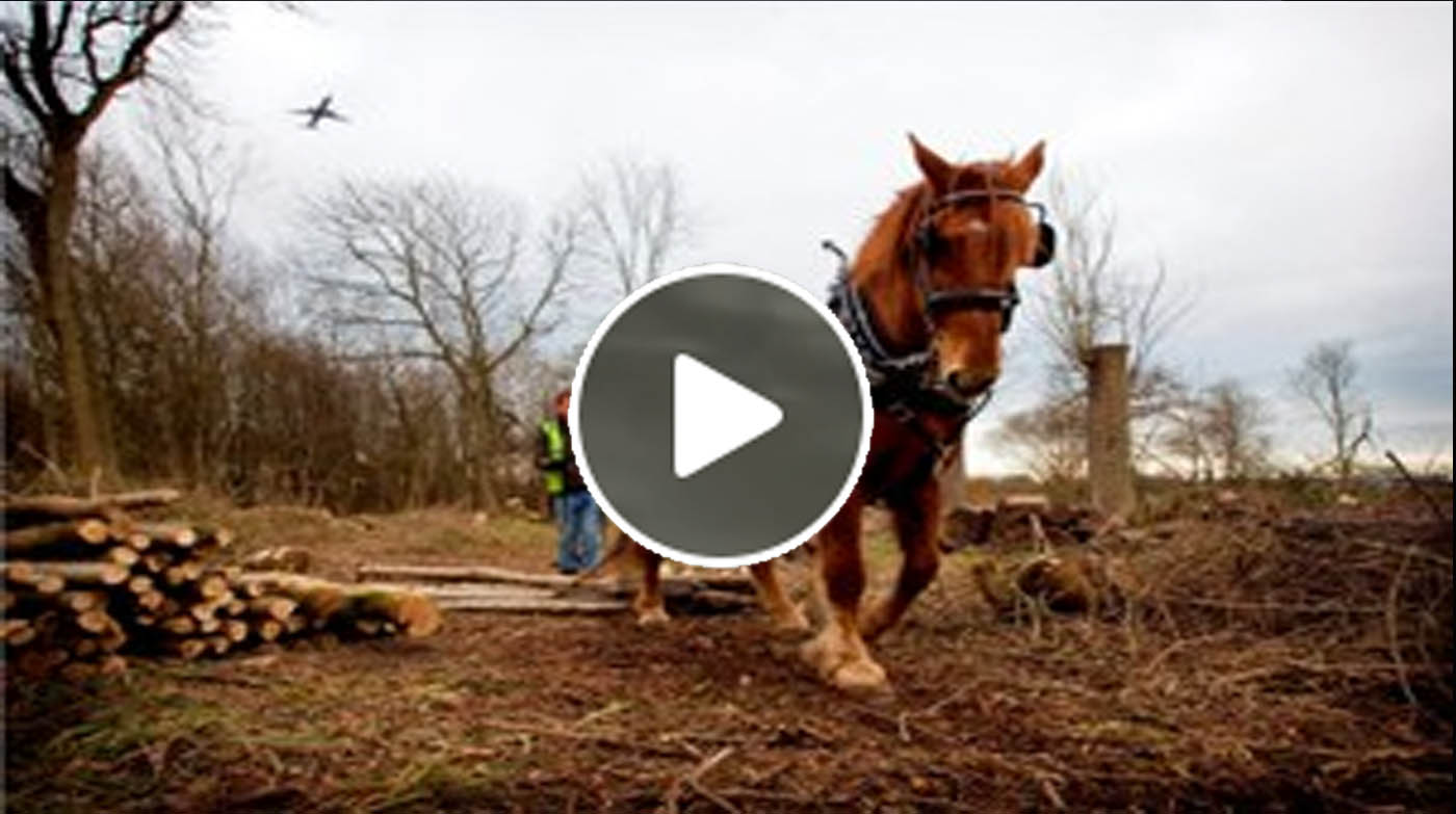 Suffolk Punch helps clear up woodland at Stansted Airport