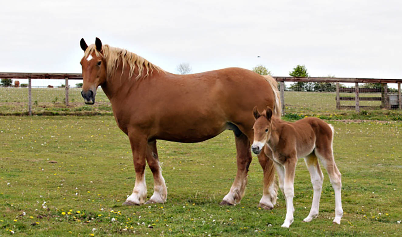 Suffolk Horse