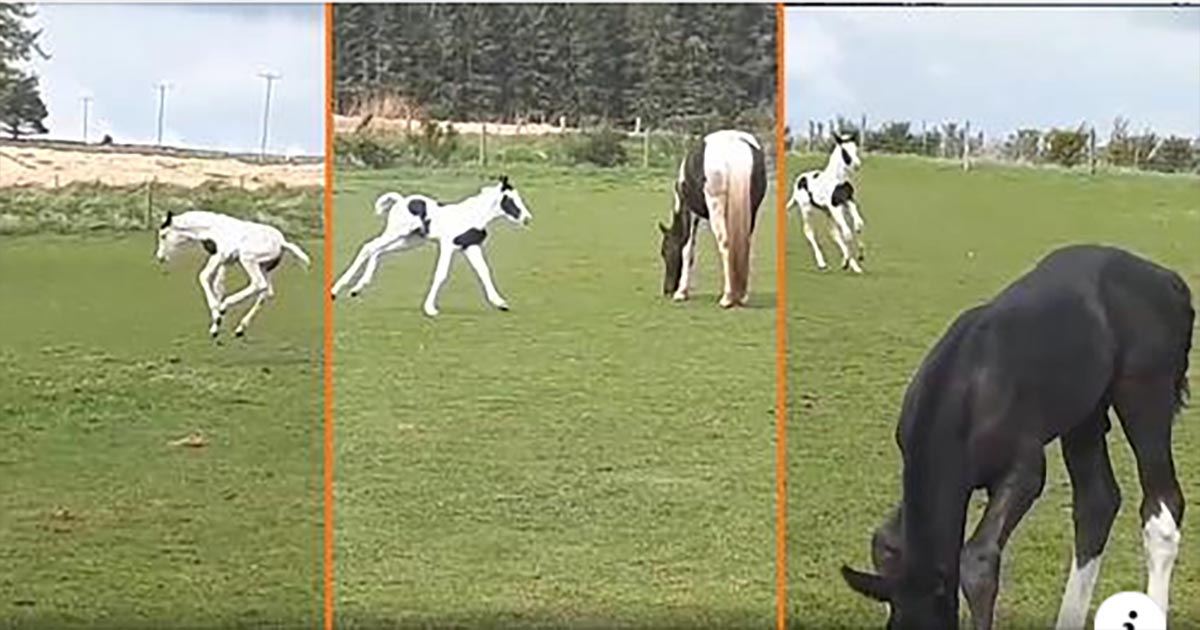 This super cute foal will bring so much joy to your day