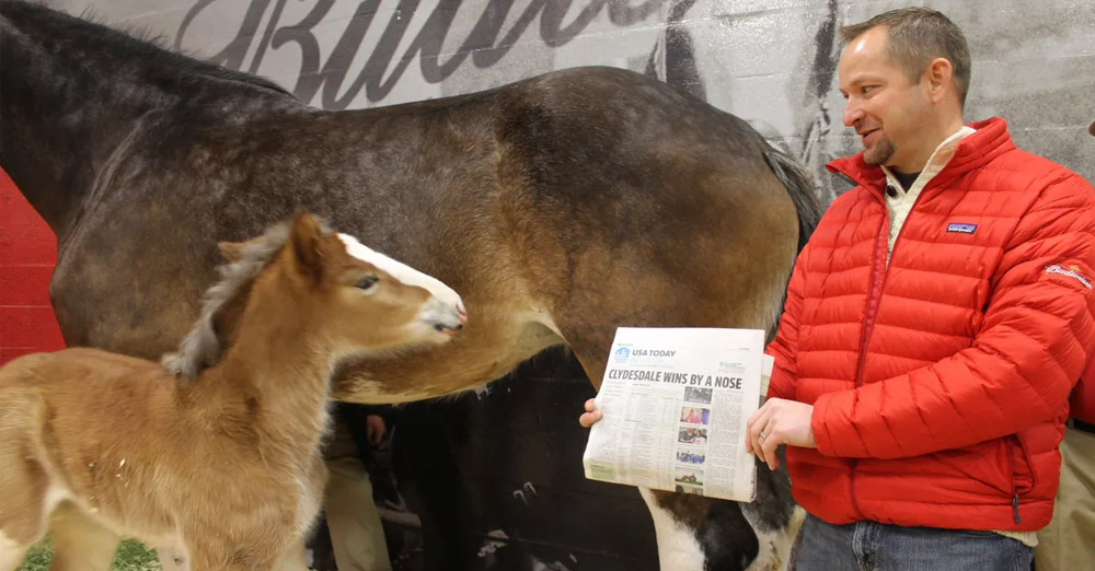 Super Bowls Baby Clydesdale - A Budweiser Story