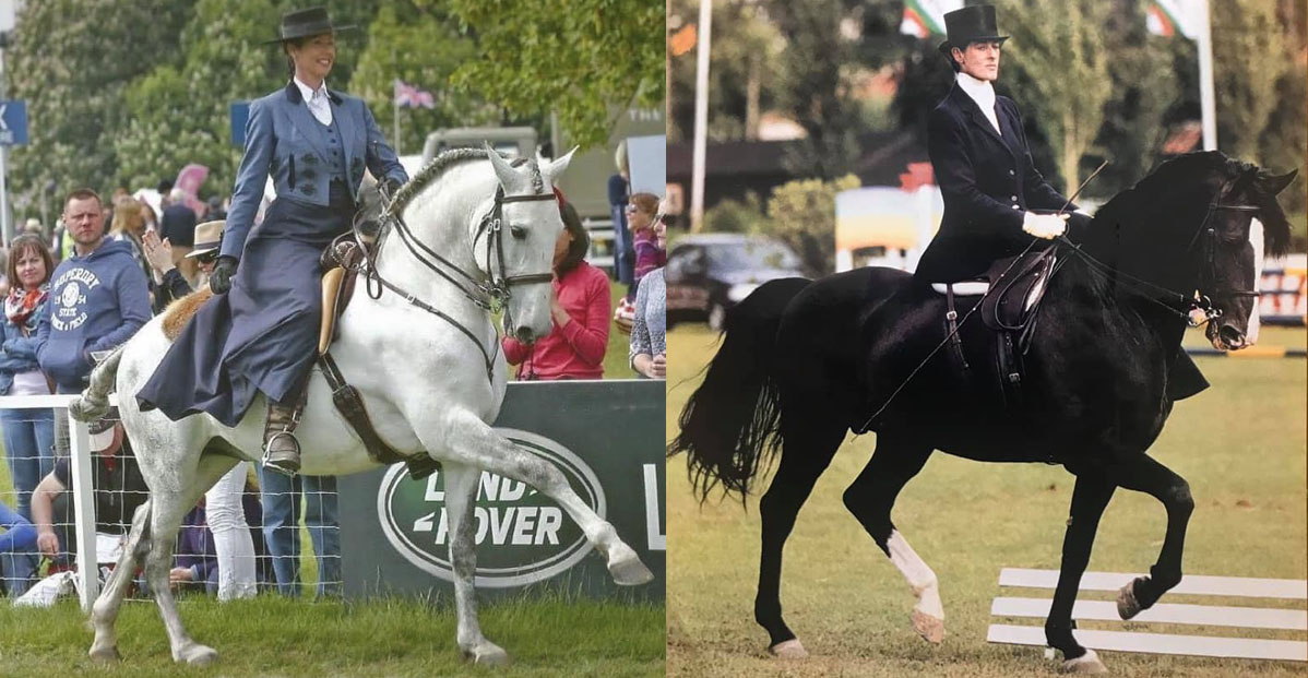 Sussex Lusitanos