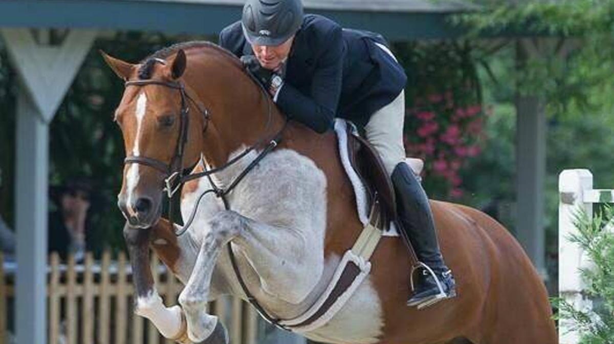 Swedish Warmblood Stallion - Lorando B