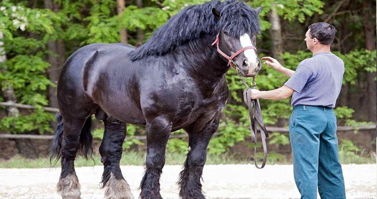 Sztumski Polish Draft Horses