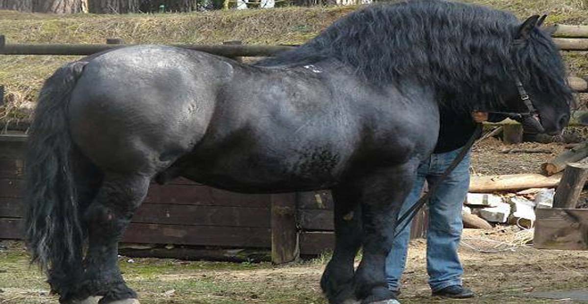 Sztumski Heavy Draft Horse - Power and Strength