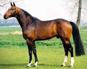 TOULON - Warmblood Stallion