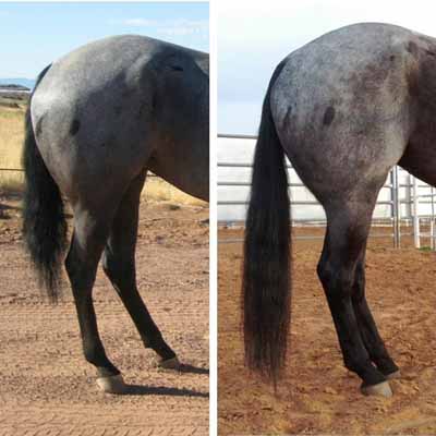 Horse tail before and after