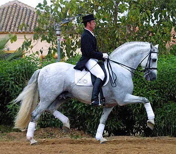 Jareta Stud, Purebred Spanish Horses, Monmouthshire, Wales