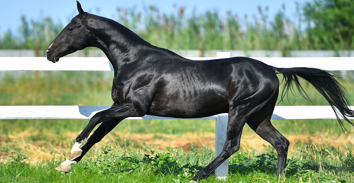 Tamgaly (Montmartre x Melesur) - Akhal Teke Stallion