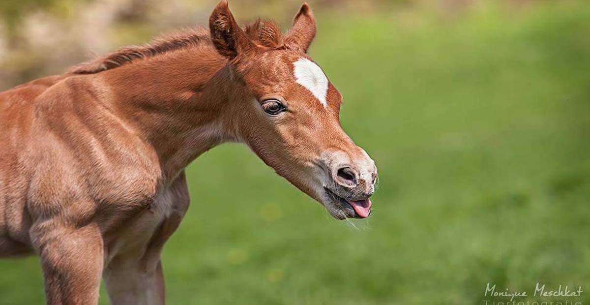 Traver Tamino-Welsh Cob @Monique Meschkat