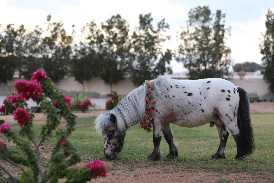 Tango The Miniature Pony