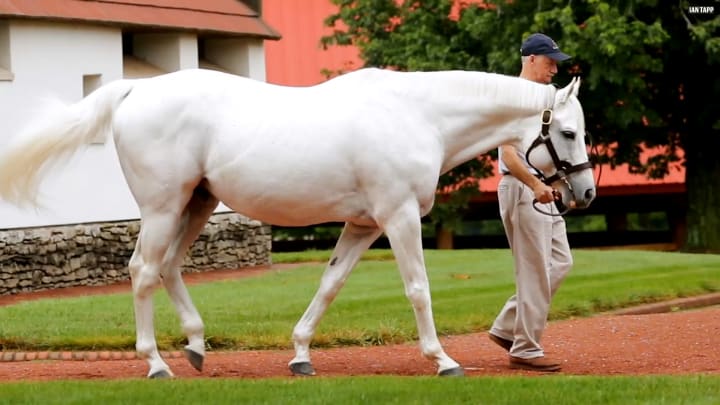 Tapit-stallion