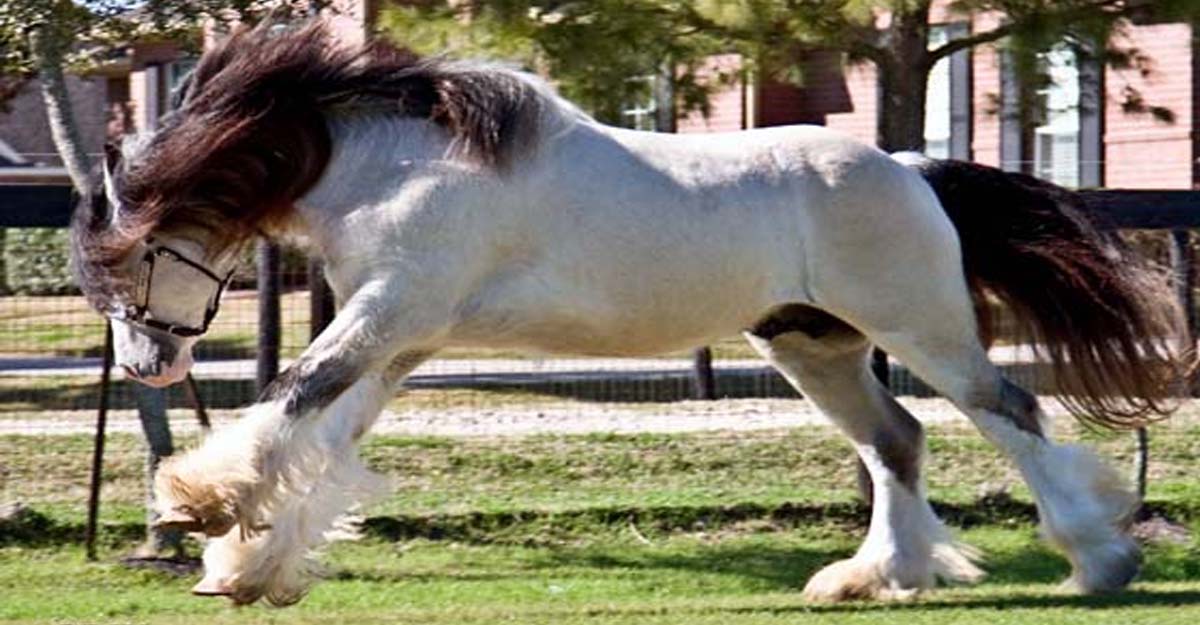 Taskin - Feathered Horse Classic