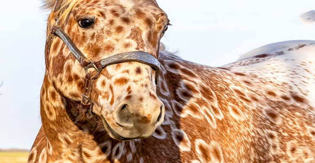 Mееt Tattoo Thе Appaloosa, A Horsе With Lеopard Spots As Cool As Him