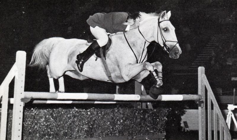 Uncle Max - Showjumping horse competed by Ted Edgar and Neal Shapiro