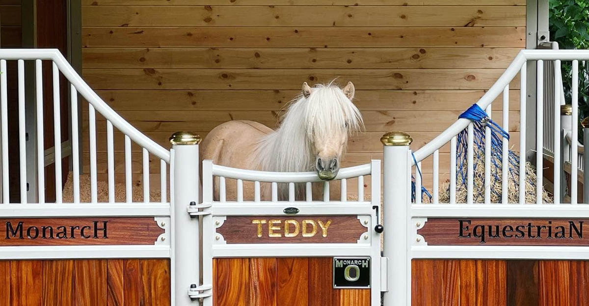 Teddy The Shetland Pony