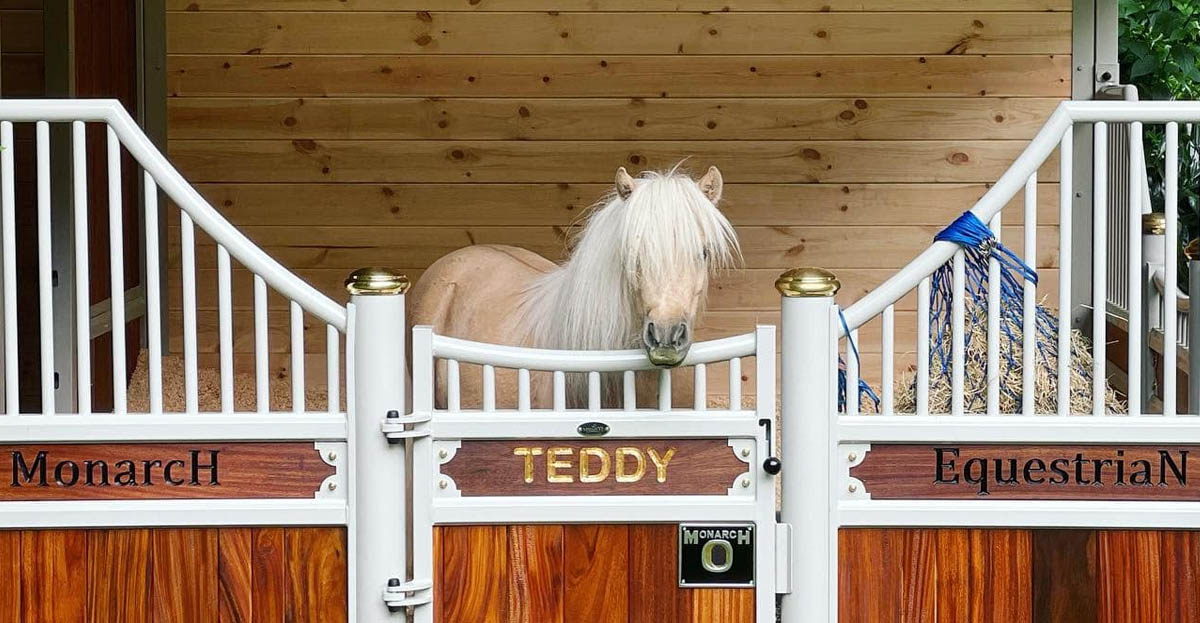 Teddy The Shetland