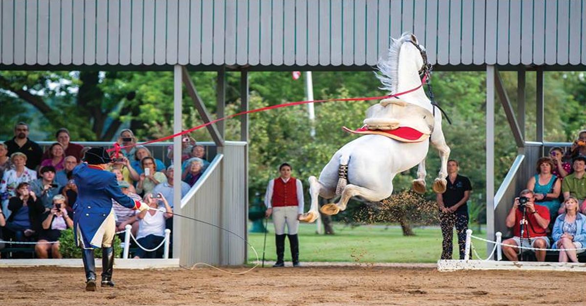 The Tempel Lipizzans, Illinois USA