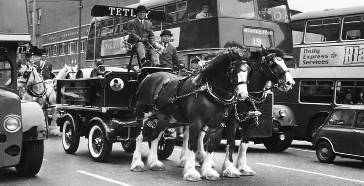 The Magnificent Shire Horses of Tetley Brewery