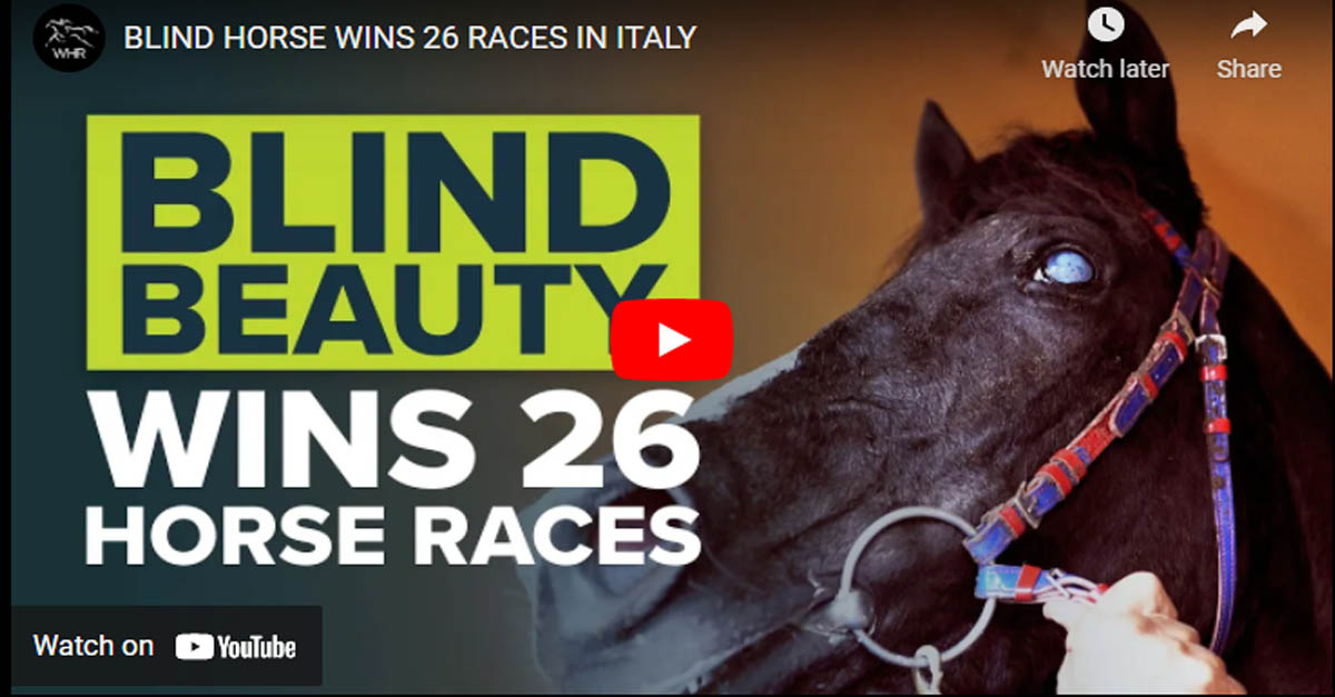 The Blind Race Horse Who Won 26 Races In Italy