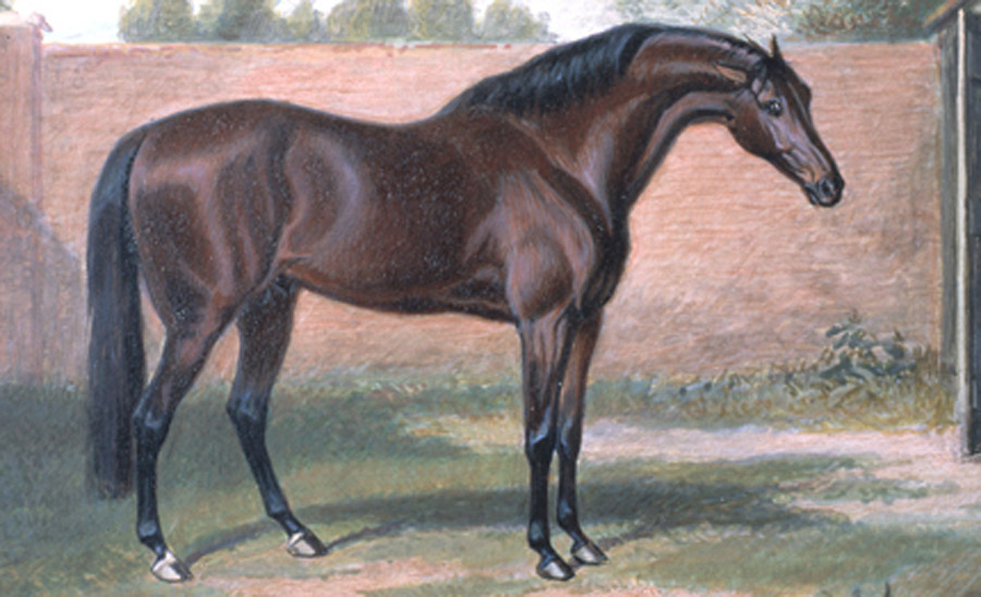 The Godolphin Arabian