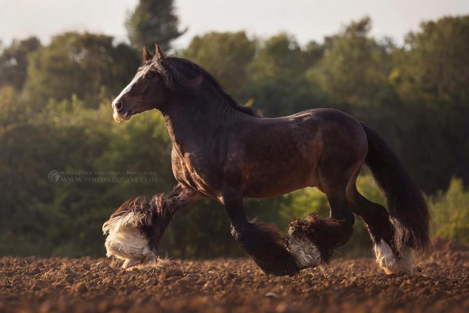 The Guardian-Gypsy Cob Stallion 