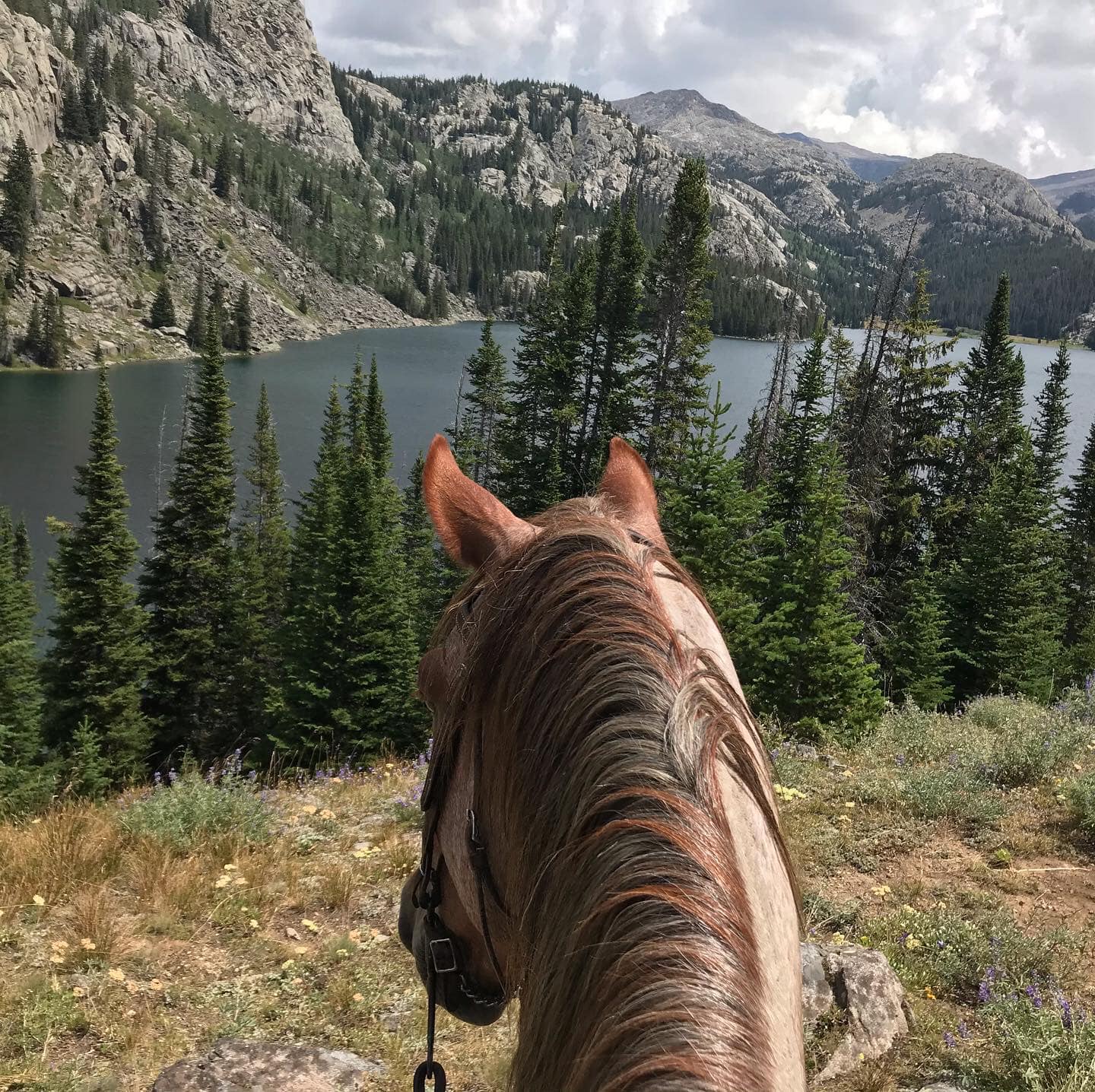 The Wild Horses of Pryor Mountains, Montana and Wyoming