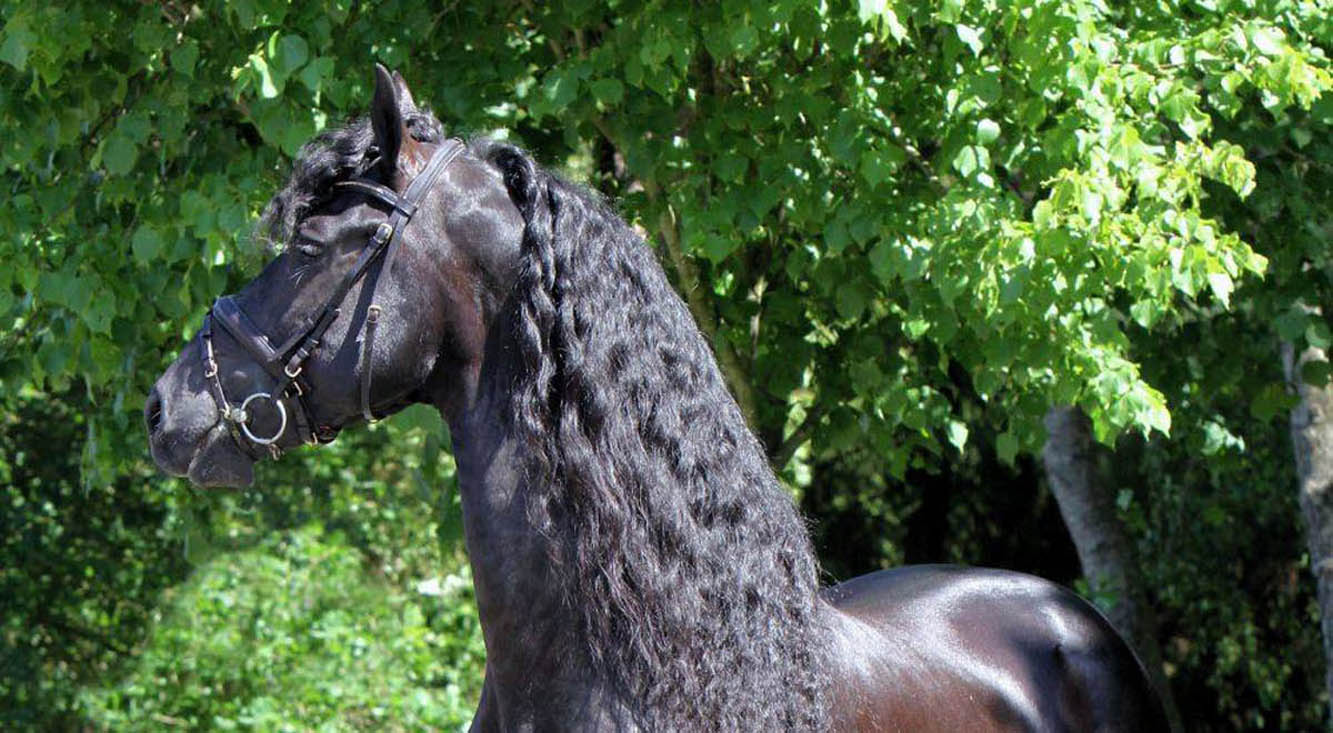 The KFPS Royal Friesian Horse