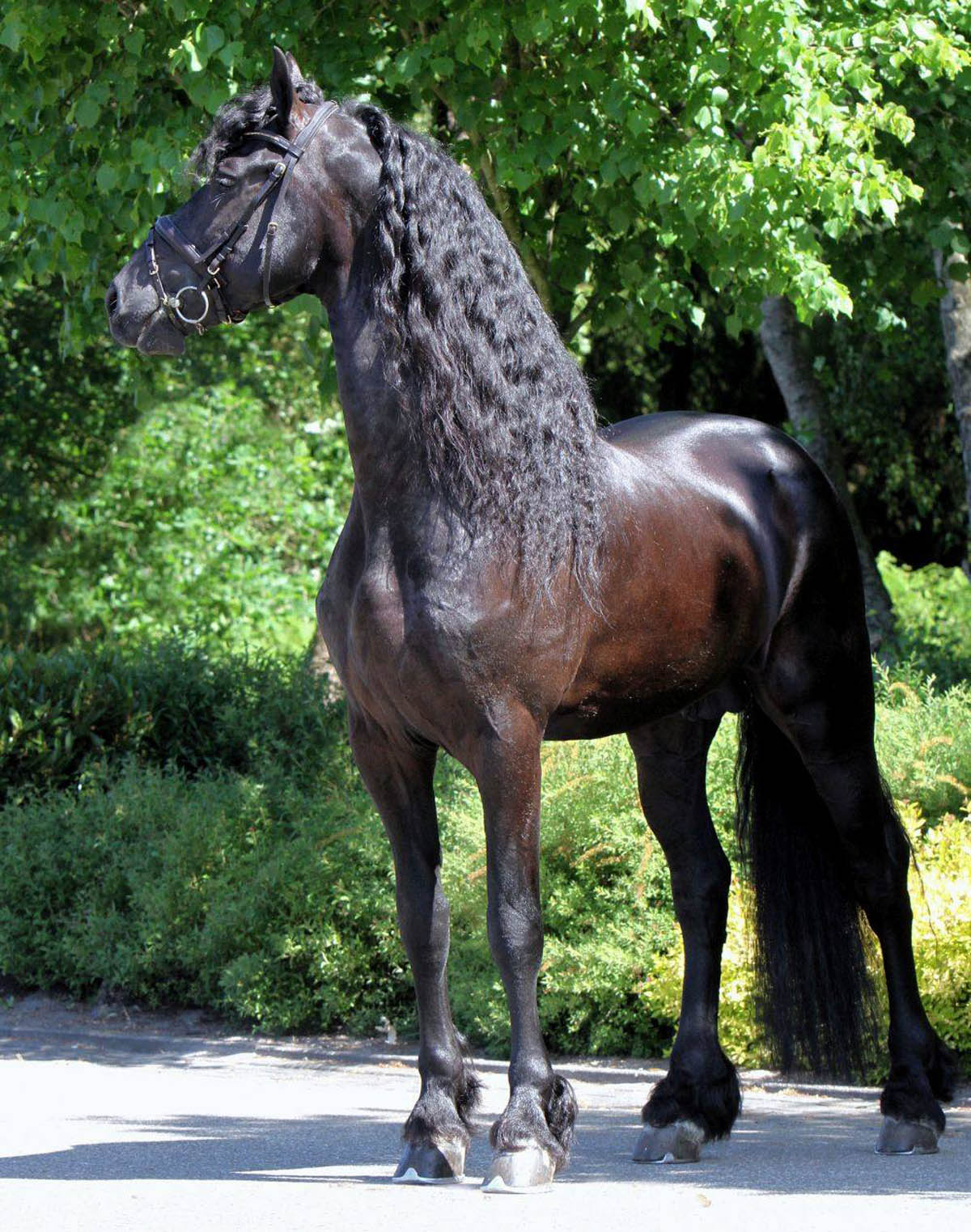 The KFPS Royal Friesian Horse