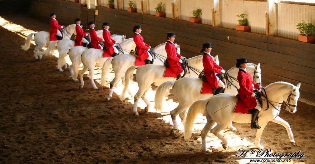 The Lipizzaners of South Africa