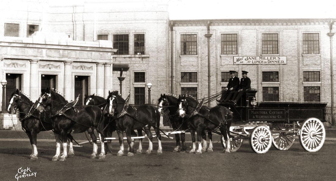 Clydesdale Horses Of The Manitoba Cartage and Warehousing Company