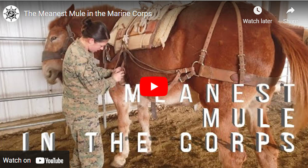 The Meanest Mule in the Marine Corps