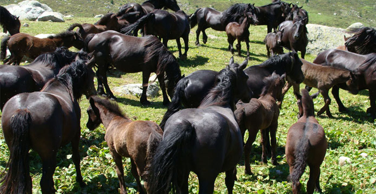 The Merens Horse (the Cheval de Merens or Caballo de Merens)