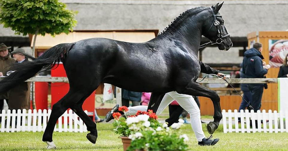 The Nonius Horse Breed