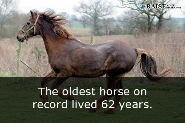 The Oldest Horse Record
