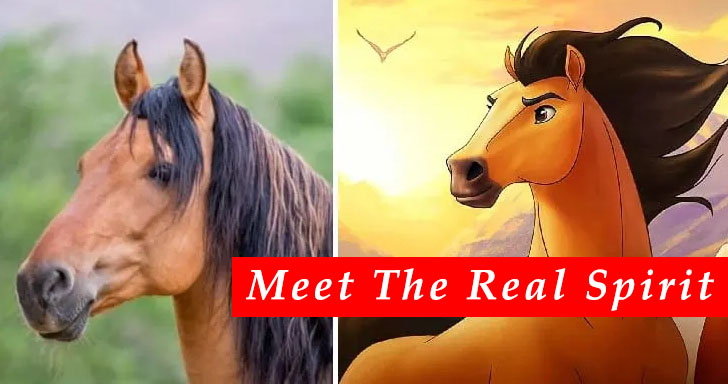 Meet The Real Spirit, The Inspiration Behind The Movie Spirit - Stallion of the Cimarron