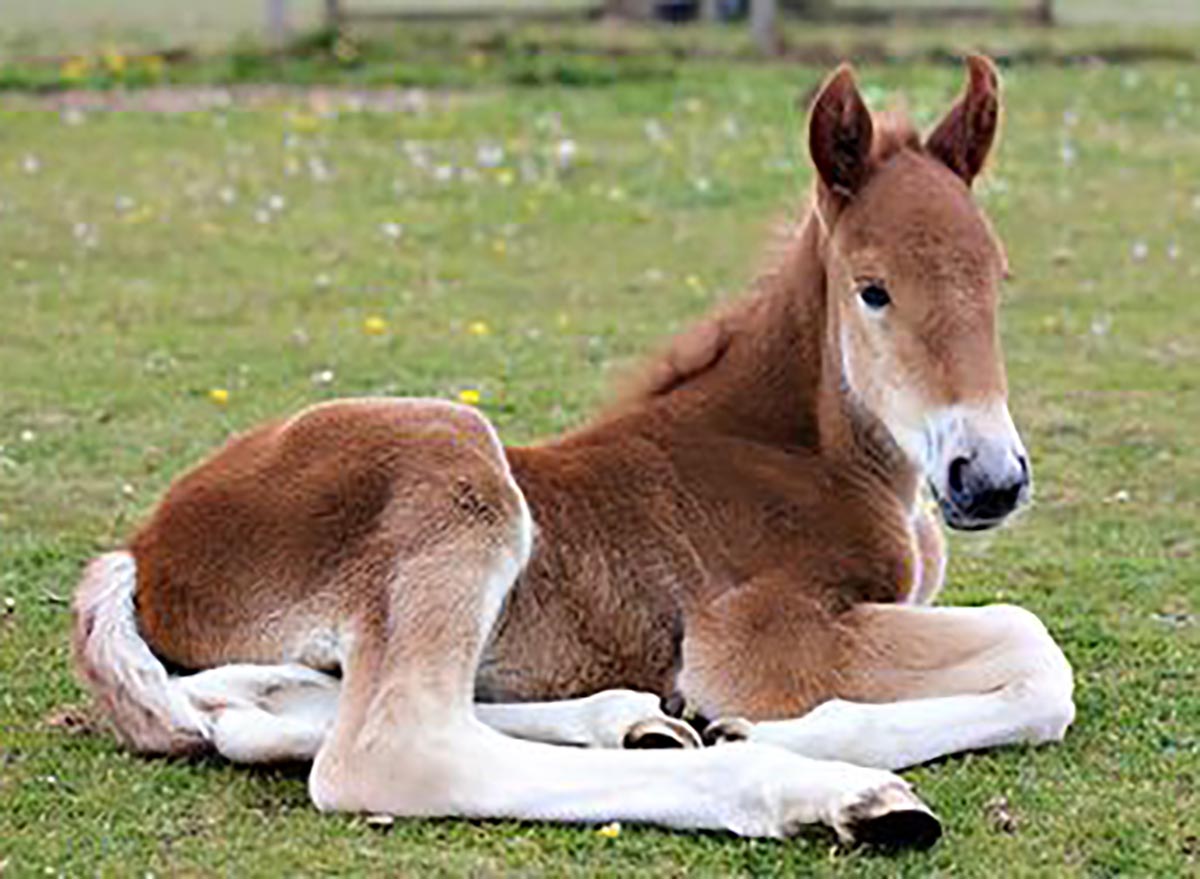 Using Sexed Semen To Save The Suffolk Punch Horse Breed