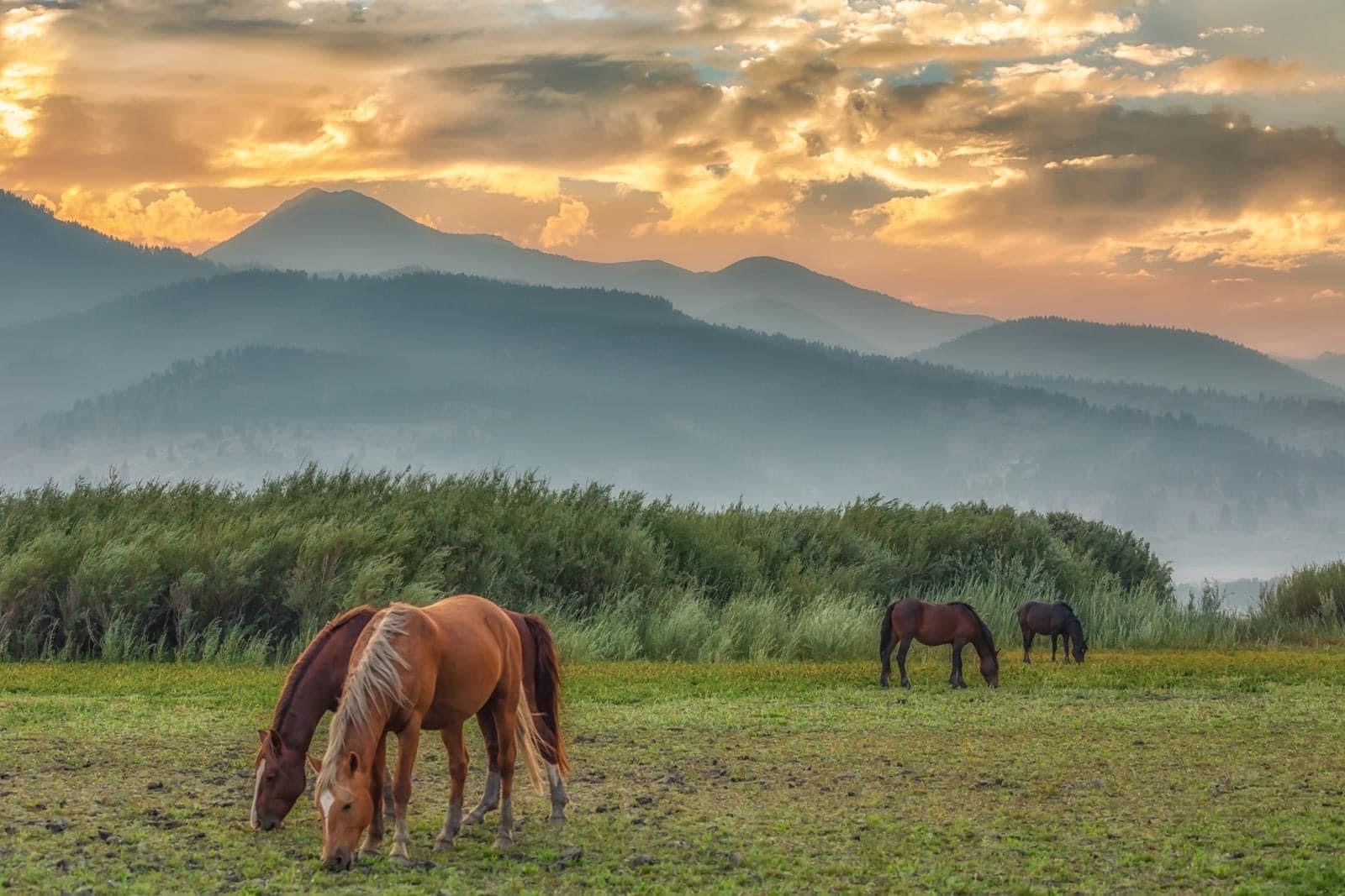 The Wild Horses Of The Virginia Range, Nevada