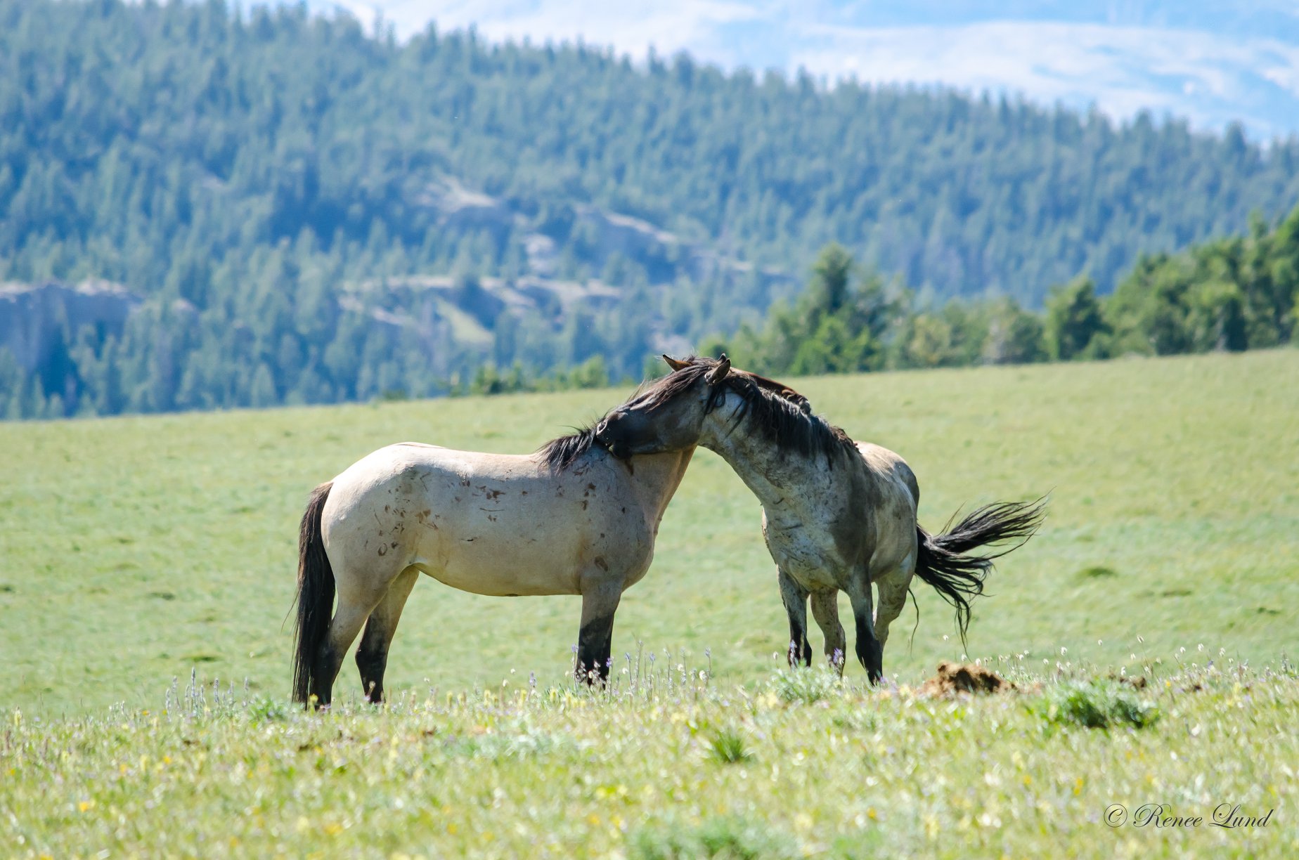 The Wild Horses of Pryor Mountains, Montana & Wyoming